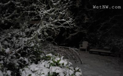 More Spring Flowers & Snow